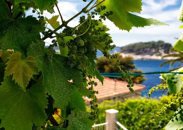 아파트 비차니츠 *